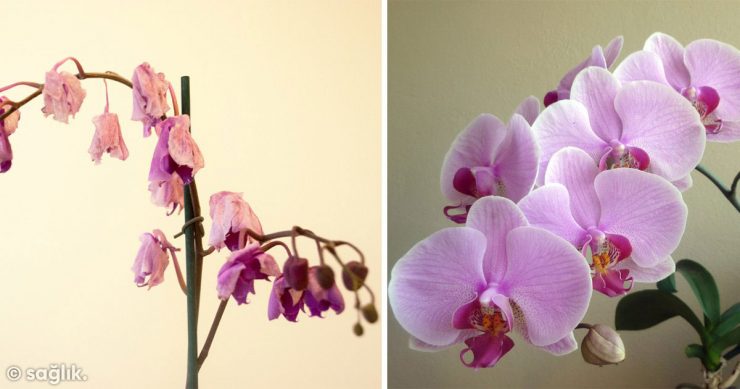 Solmuş Orkidenizi 1 Malzemeyle Hayata Döndürün