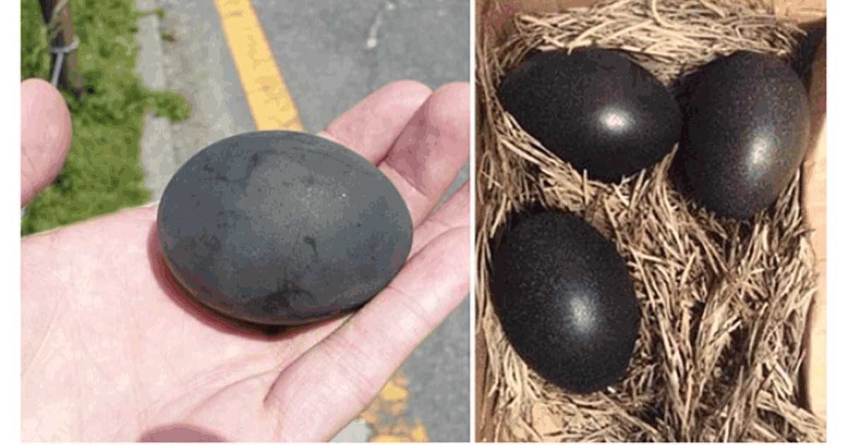 Kümeste 3 Siyah Yumurta Buldu Ve İçinden Çıkanlara Şaşırıp Kaldı